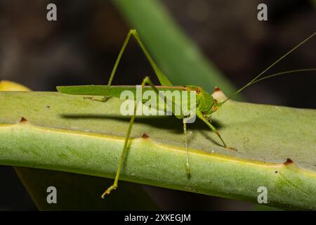 Southern Sickle Bush Cricket - Phaneroptera nana Stock Photo