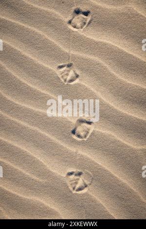 Webbed footprints of a bird in the sand at Surfers Paradise, Gold Coast, Australia Stock Photo