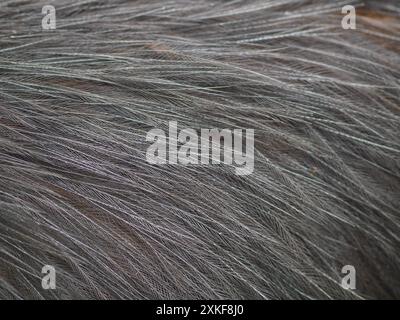 Sensational soft silky Emu feathers in fine shimmering detail. Stock Photo