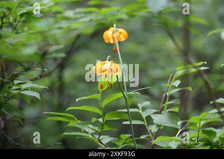 Lilium kelleyanum Stock Photo