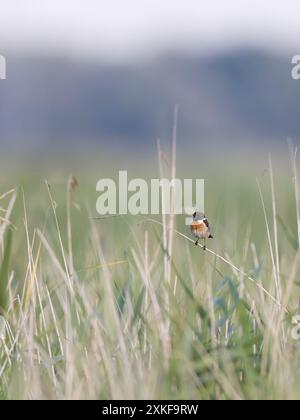 Stonechat (Saxicola torquata) male perched on reed Stock Photo