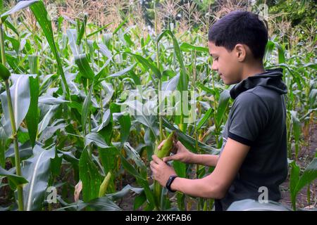 a boy is plucking corn from the field Stock Photo