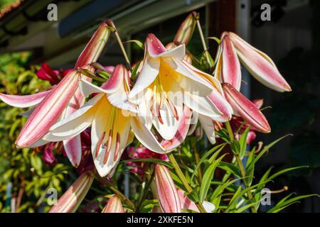 'Miss Peculiar' Skyscraper lily, Trädlilja (Lilium hybrid) Stock Photo