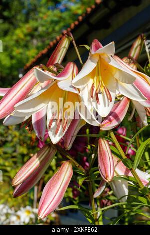 'Miss Peculiar' Skyscraper lily, Trädlilja (Lilium hybrid) Stock Photo