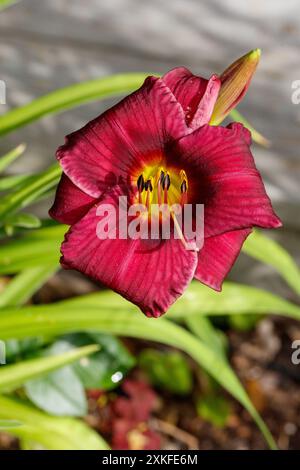 'Purple Rain' Daylily, Daglilja (Hemerocallis) Stock Photo