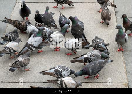 Many pigeons are walking and eating on a gray square in Milan Stock Photo