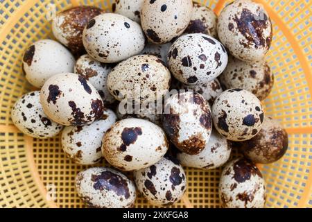 Top view of raw quail eggs. High protein rich food. Stock Photo