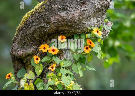 Orange climbing Thunbergia alata on an old apple tree. Mossy old apple tree trunk with climbing thunbergia. Stock Photo
