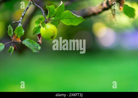 There are a lot of green apples on the branches of an apple tree in the garden. Stock Photo