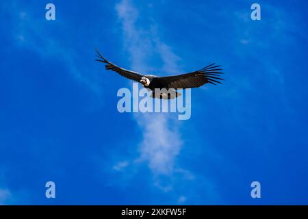 watching condors in Peru flying Stock Photo - Alamy