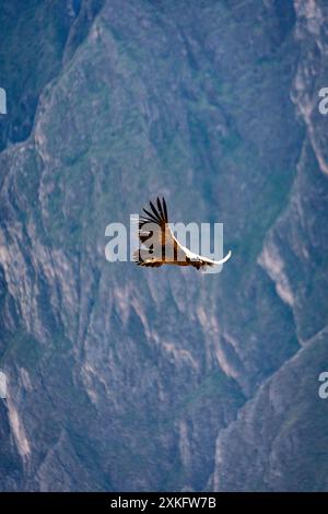 watching condors in Peru flying Stock Photo - Alamy