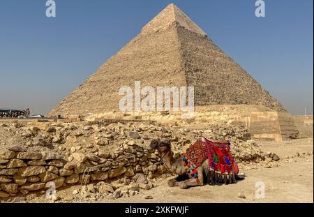 pyramids of giza with camels in the desert Stock Photo