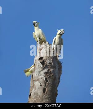 Timor Yellow-crested Cockatoo, yellow-crested cockatoo, lesser sulphur-crested cockatoo (Cacatua sulphurea parvula, Cacatua parvula), yellow-crested c Stock Photo