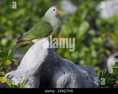 Atoll fruit dove (Ptilinopus coralensis), sitting on a rock, French Polynesia Stock Photo