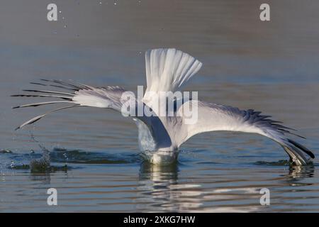 black-headed gull (Larus ridibundus, Chroicocephalus ridibundus), nose dive into the water to catch a fish, Italy, Tuscany Stock Photo