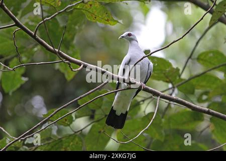 Silver pigeon, Gray wood pigeon, Gray woodpigeon, Silvery woodpigeon (Columba argentina), sitting on a branch, Indonesia, Sumatra, Simeulue island Stock Photo