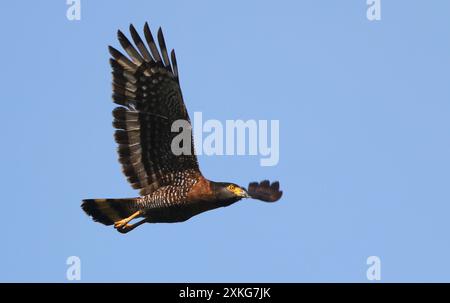 Sulawesi serpent eagle (Spilornis rufipectus), in flight, Indonesia, Sulawesi, Togian Islands Stock Photo