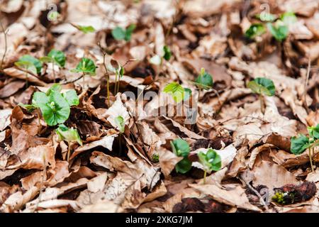 common beech (Fagus sylvatica), beech seedlings in the forest, Germany Stock Photo