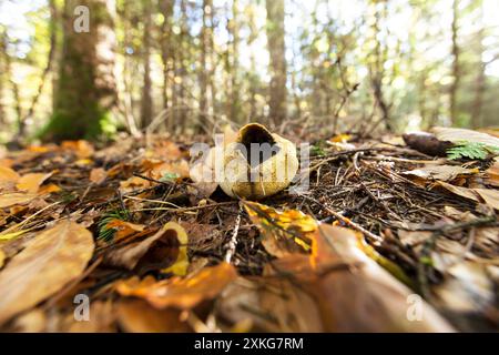 common earthball (Scleroderma citrinum), burst fruiting body, Germany Stock Photo