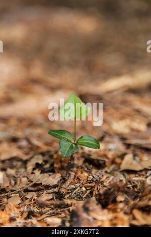 English ivy, common ivy (Hedera helix), seedling on forest ground, Germany Stock Photo
