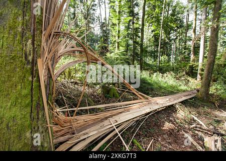 broken tree in the forest, Germany Stock Photo
