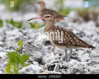 bristle-thighed curlew (Numenius tahitiensis), standing on the ground, French Polynesia Stock Photo