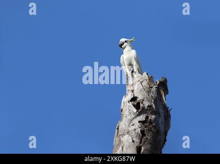 Timor Yellow-crested Cockatoo, yellow-crested cockatoo, lesser sulphur-crested cockatoo (Cacatua sulphurea parvula, Cacatua parvula), perching on a de Stock Photo