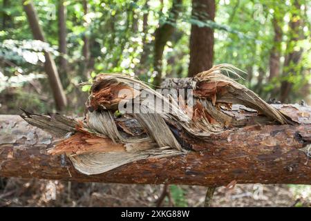 broken tree in the forest, Germany Stock Photo