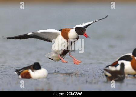 common shelduck (Tadorna tadorna), landing in water, Italy, Tuscany, Stagno di Padule Stock Photo