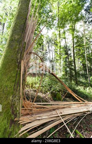 broken tree in the forest, Germany Stock Photo