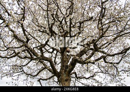 Cherry tree, Sweet cherry (Prunus avium), blooming, Germany Stock Photo
