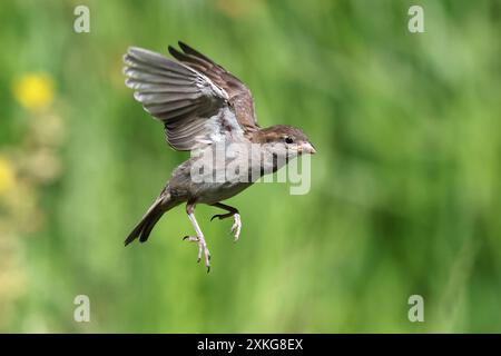 house sparrow (Passer domesticus), juvenile in flight, Germany, Mecklenburg-Western Pomerania Stock Photo