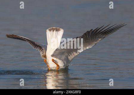 black-headed gull (Larus ridibundus, Chroicocephalus ridibundus), nose dive into the water to catch a fish, Italy, Tuscany Stock Photo