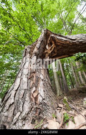 fallen tree in the forest, Germany Stock Photo