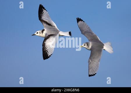 black-legged kittiwake (Rissa tridactyla, Larus tridactyla), immature (left) and adult in winter plumage, Italy, Lucca Stock Photo