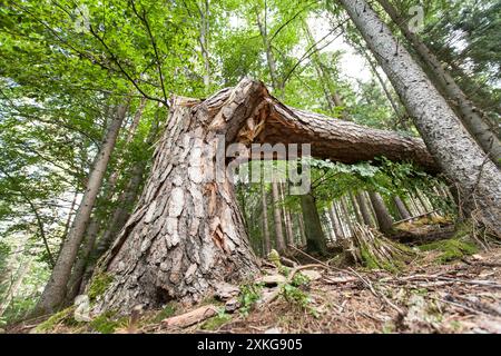 fallen tree in the forest, Germany Stock Photo