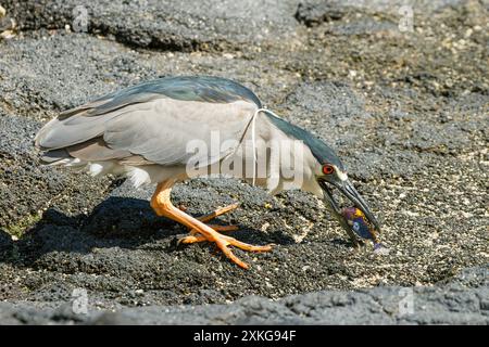 black-crowned night heron (Nycticorax nycticorax), hunting fish in the Pacific, eats a white spotted colored puffer fish, USA, Hawaii, Konarak Stock Photo