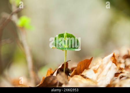 common beech (Fagus sylvatica), beech seedling in the forest, Germany Stock Photo