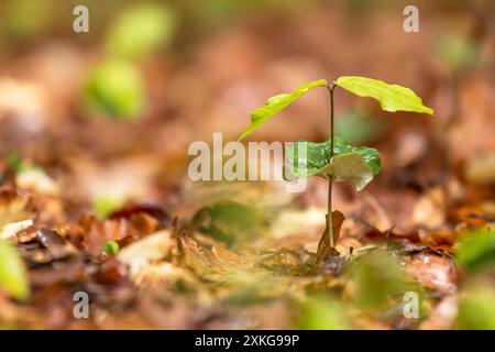 common beech (Fagus sylvatica), beech seedling in the forest, Germany Stock Photo