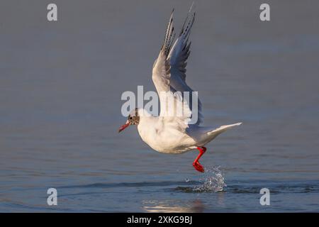 black-headed gull (Larus ridibundus, Chroicocephalus ridibundus), starting from the water, side view, Italy Stock Photo