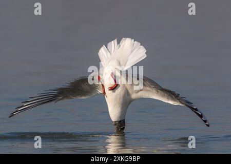 black-headed gull (Larus ridibundus, Chroicocephalus ridibundus), nose dive into the water to catch a fish, Italy, Tuscany Stock Photo