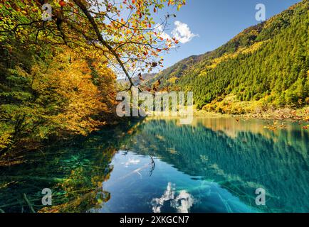 Fantastic view of lake with submerged tree trunks Stock Photo