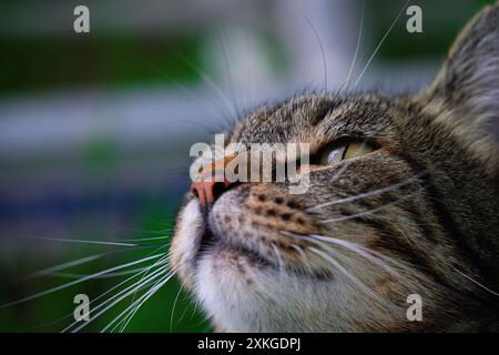 A closeup image of a tabby cat looking upward in a contemplative and thoughtful pose Stock Photo