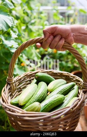 Close-up of a hand holding a wicker basket filled with freshly harvested cucumbers in a garden. The vibrant green plants indicate a successful gardeni Stock Photo