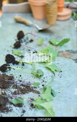 Close-up of young kale seedlings on a table with garden soil and tools ready for planting. A scene of gardening preparation. Stock Photo