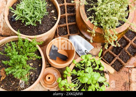 Top view of an organic kitchen herb garden featuring basil, rosemary, and thyme in clay pots. Ideal for culinary uses or home gardening. Stock Photo