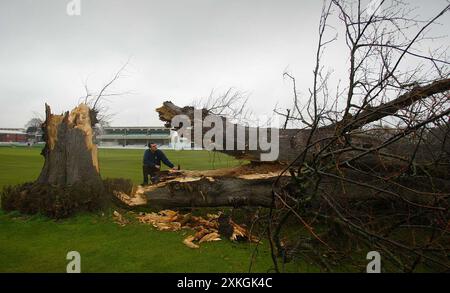 Kent County Cricket Clubs Assistant head groundsman Simon Williamson surveys the famous St Lawrence Lime Tree that has finally given way to the elements during a storm. 10 January 2005 Picture by James Boardman Stock Photo