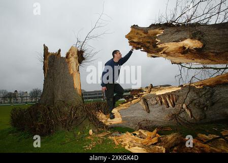 Kent County Cricket Clubs Assistant head groundsman Simon Williamson surveys the famous St Lawrence Lime Tree that has finally given way to the elements during a storm. 10 January 2005 Picture by James Boardman Stock Photo