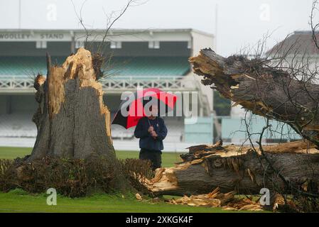 Kent County Cricket Clubs Assistant head groundsman Simon Williamson surveys the famous St Lawrence Lime Tree that has finally given way to the elements during a storm. 10 January 2005 Picture by James Boardman Stock Photo