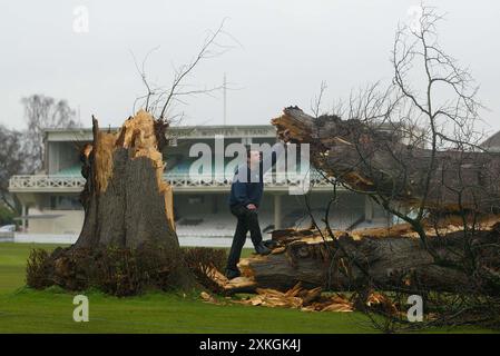 Kent County Cricket Clubs Assistant head groundsman Simon Williamson surveys the famous St Lawrence Lime Tree that has finally given way to the elements during a storm. 10 January 2005 Picture by James Boardman Stock Photo